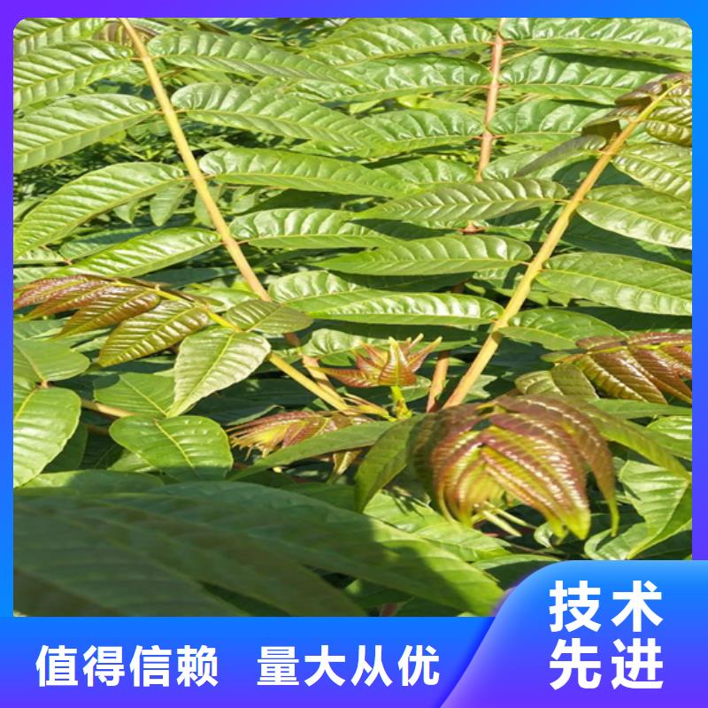 香椿紅石榴苗基地歡迎新老客戶垂詢品質做服務