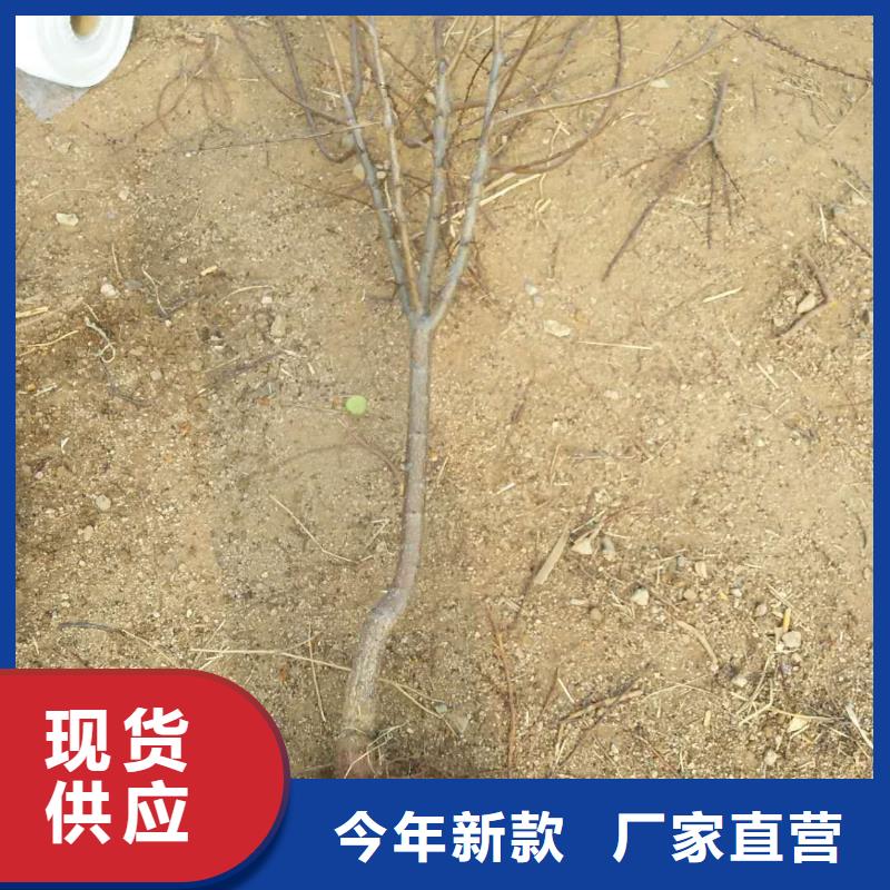 【杏】梨樹苗專業的生產廠家當地服務商