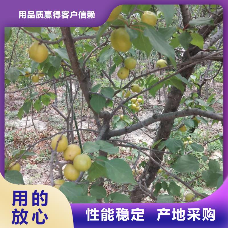 杏草莓苗支持定制貼心售后當(dāng)?shù)刂圃焐?></div>
				<h3>杏草莓苗支持定制貼心售后當(dāng)?shù)刂圃焐?/h3>
            </a>
        </li>
          <li>
            <a href=
