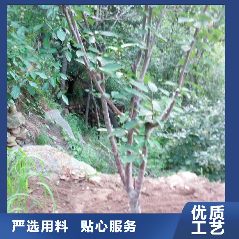 杏_蘋(píng)果苗產(chǎn)地直供讓利客戶
