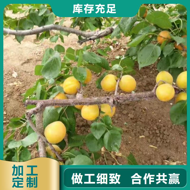 【杏石榴苗設備齊全支持定制】應用領域