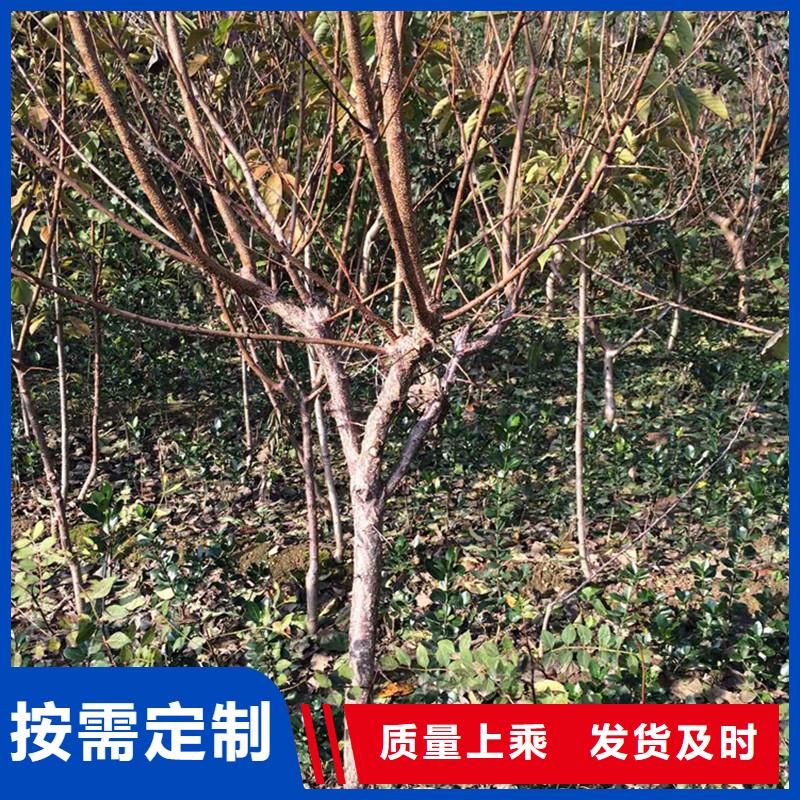 杏蘋果苗專業的生產廠家專心專注專業