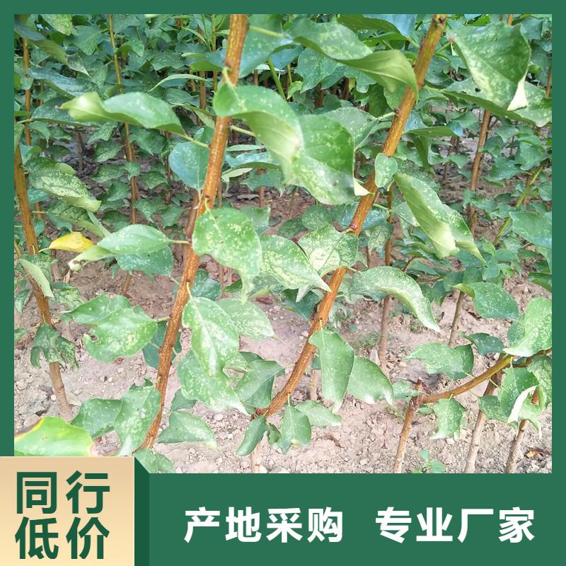 杏藍(lán)莓苗現(xiàn)貨供應(yīng)規(guī)格型號全
