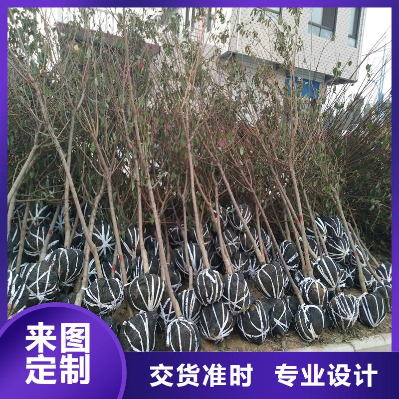 【杏】_蘋果苗品質(zhì)優(yōu)選廠家直銷放心