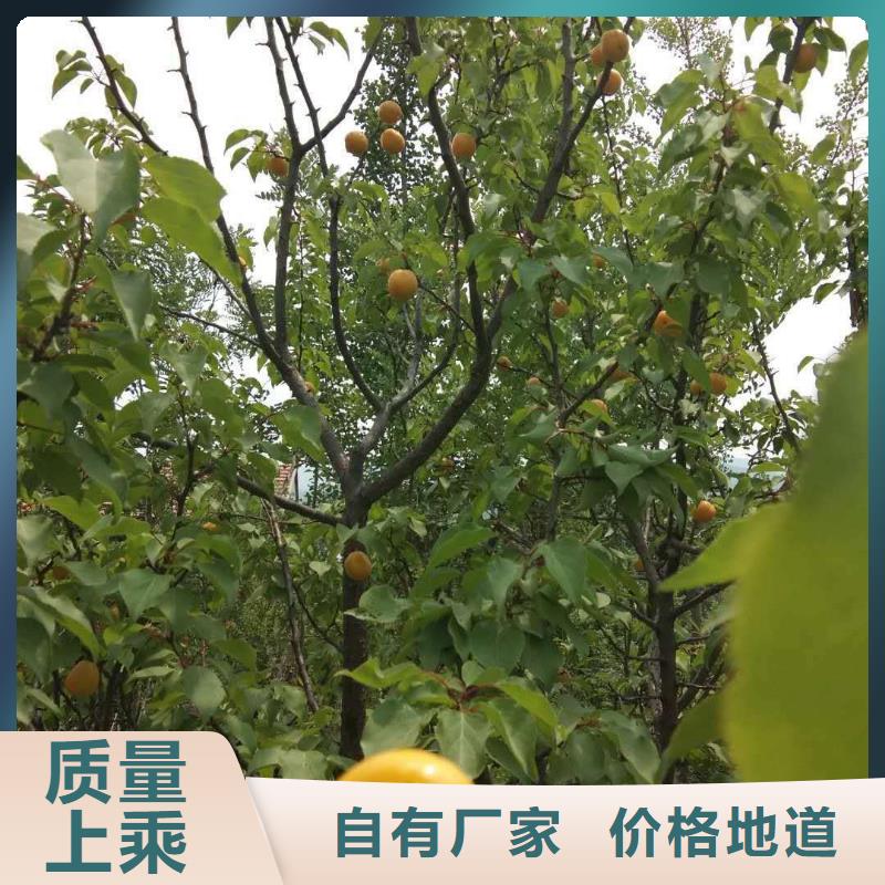杏蘋果苗從源頭保證品質當地品牌