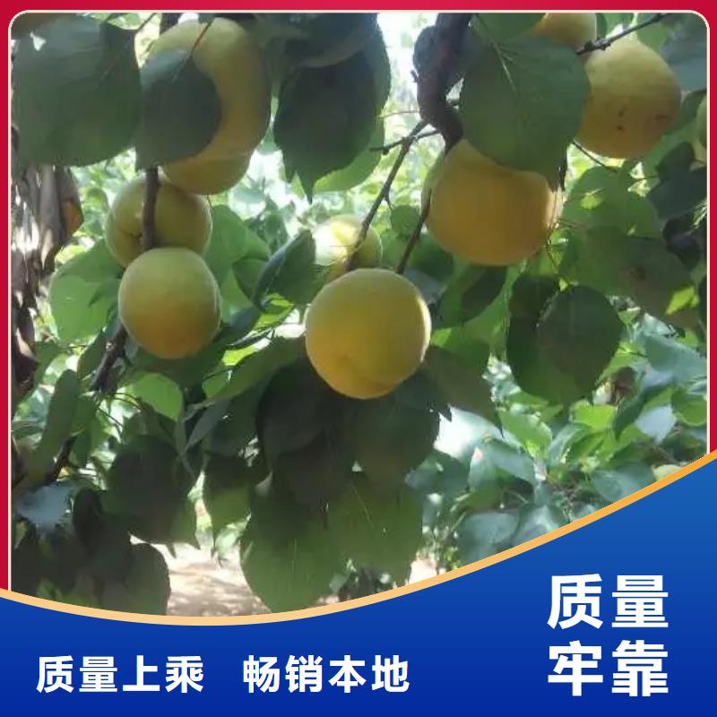 杏-石榴樹產(chǎn)品優(yōu)勢(shì)特點(diǎn)可定制有保障