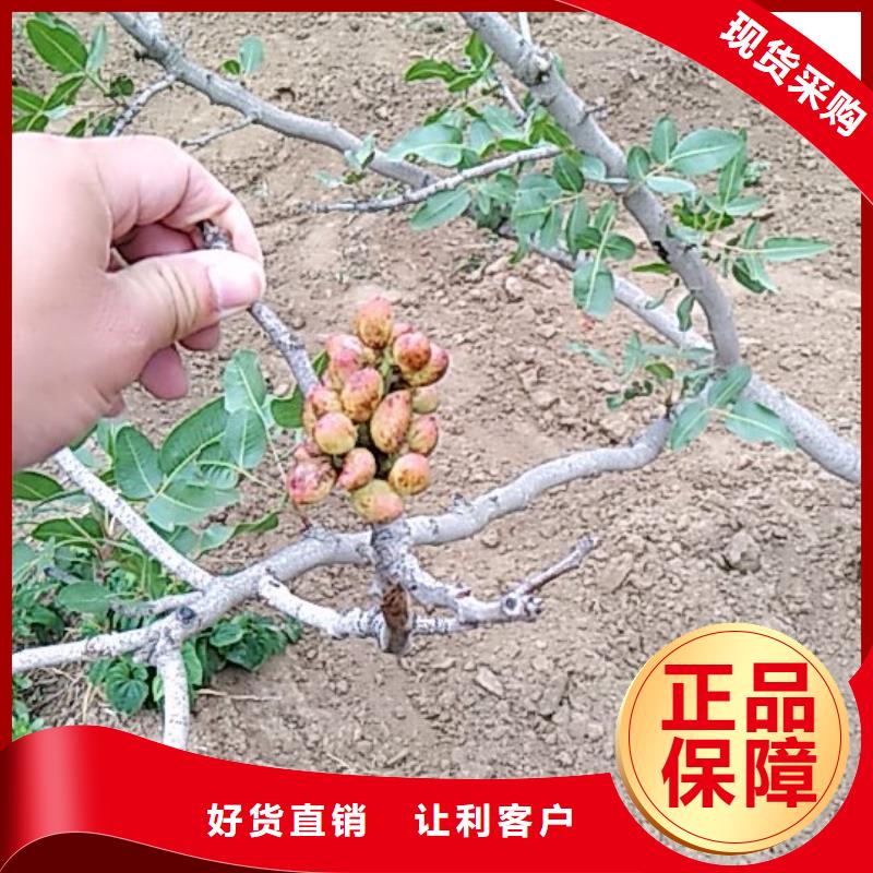開心果櫻桃苗產地廠家直銷實力見證