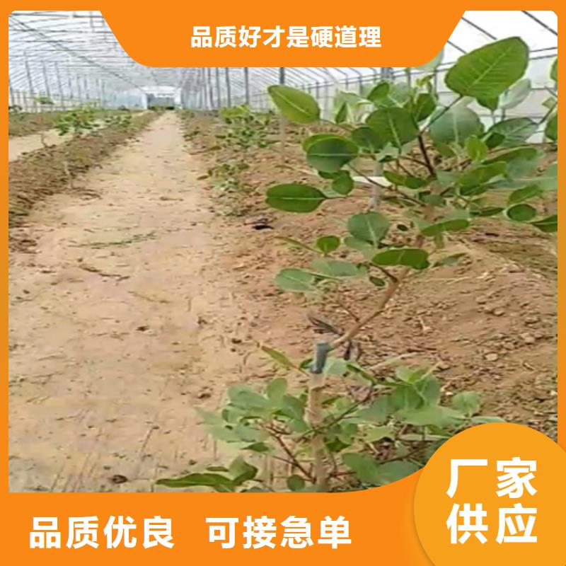 【開(kāi)心果李子苗貨到付款】支持定制