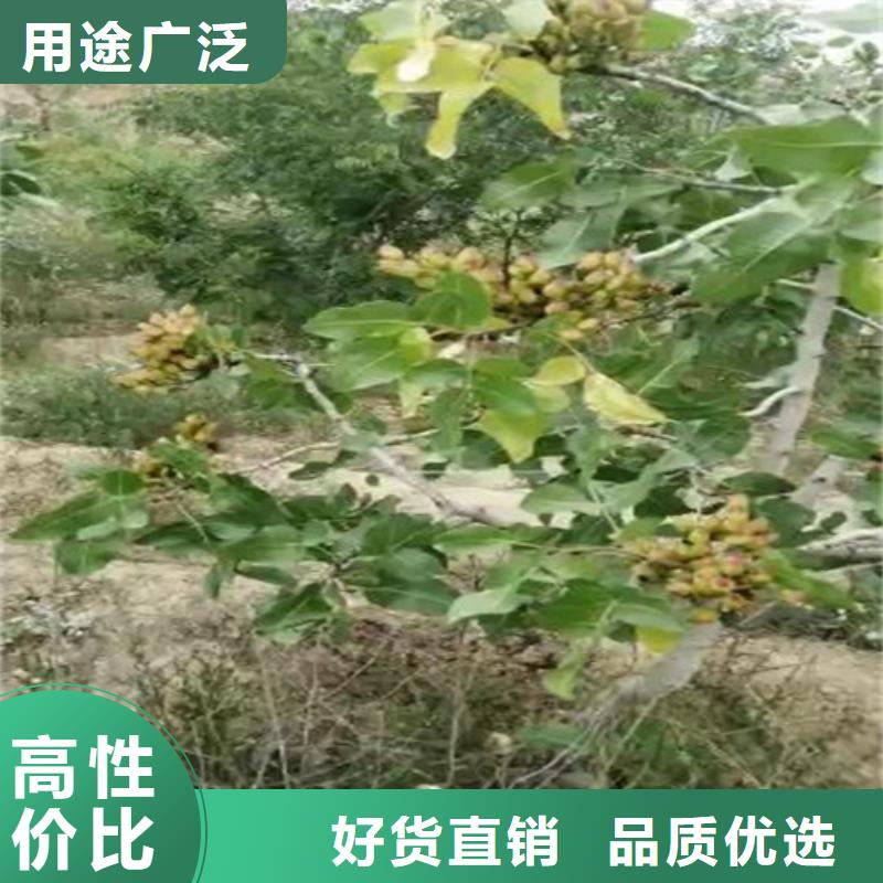 开心果【樱桃苗】厂家直接面向客户同城货源