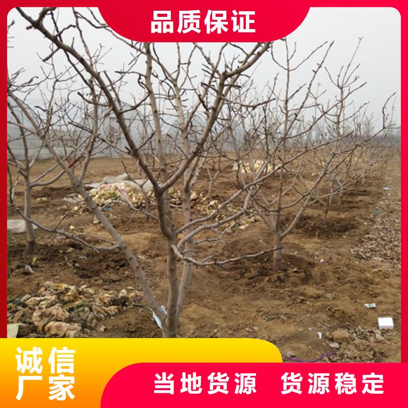 開心果,蘋果苗資質認證暢銷當地