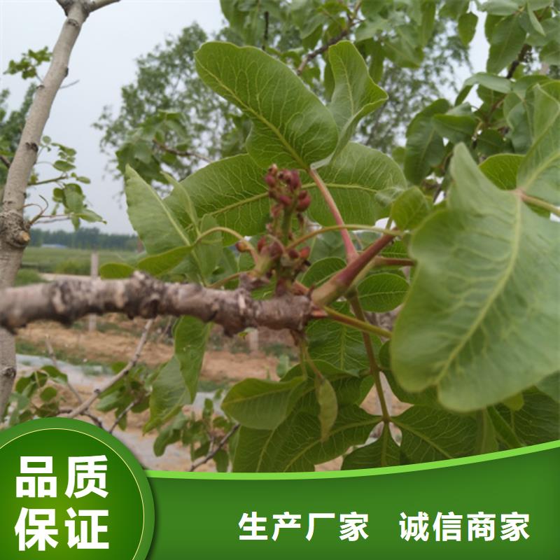 開心果草莓苗廠家質量過硬廠家實力雄厚