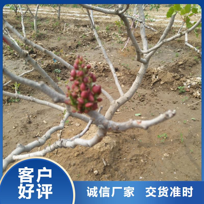 開心果_板栗苗供您所需同城品牌