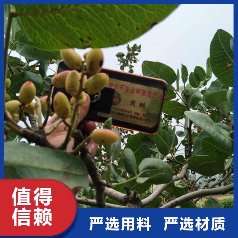 開(kāi)心果蘋(píng)果苗使用方法貨源穩(wěn)定