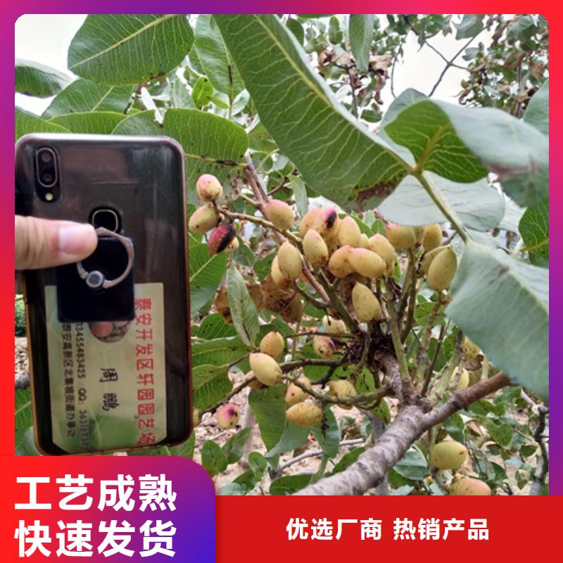 【開(kāi)心果】無(wú)花果苗真實(shí)拍攝品質(zhì)可靠有口皆碑