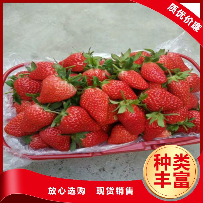 草莓苗-艾琳娜西梅樹苗品種全同城廠家