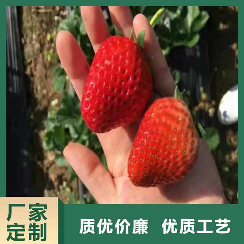 【草莓苗】珍珠枣油桃树苗货源足质量好价格有优势