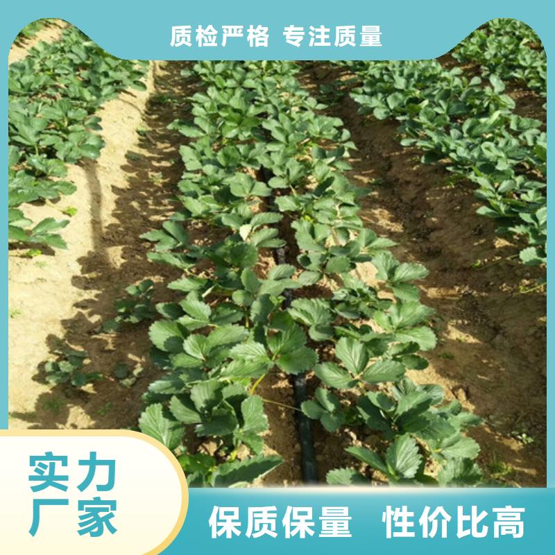 草莓苗樱桃苗基地专注质量现货充裕