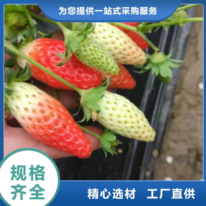 草莓苗蟠棗樹(shù)苗廠家直銷放心當(dāng)?shù)貜S家值得信賴