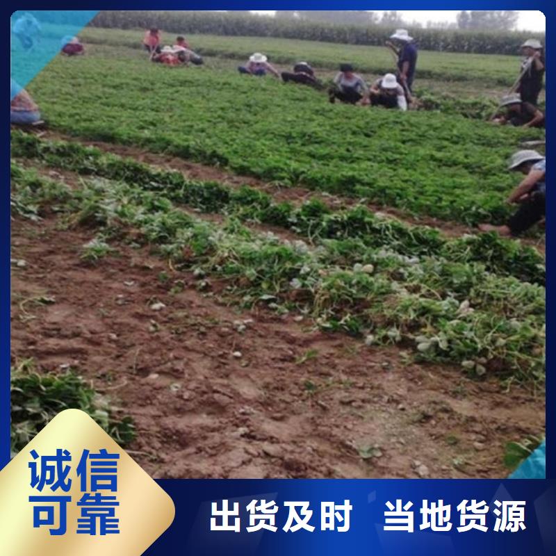 草莓苗-甜柿子樹苗快速物流發貨精選廠家好貨