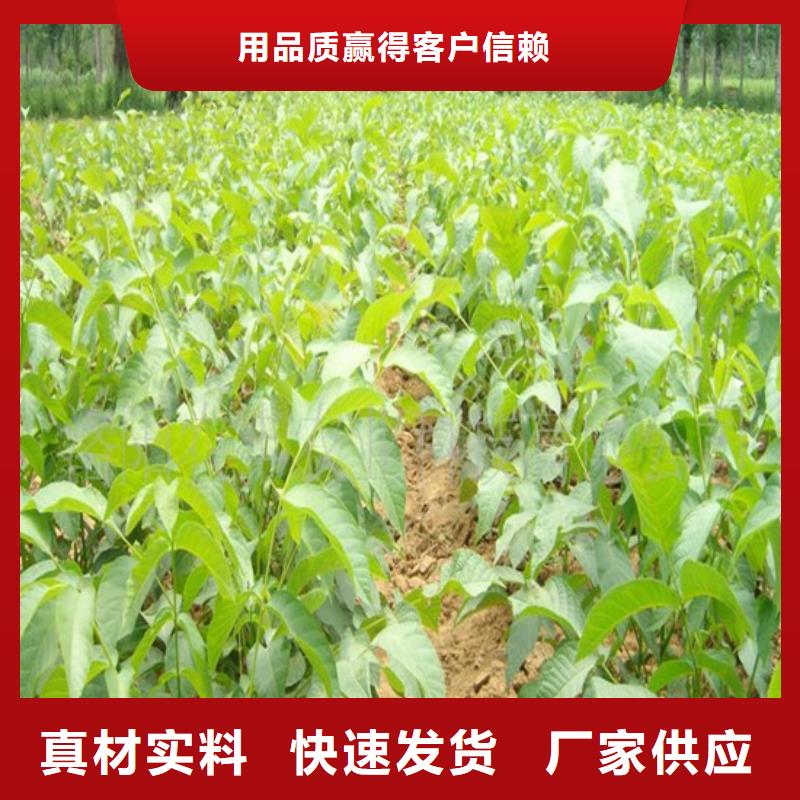 核桃苗,【大棚草莓苗】品質值得信賴品牌專營