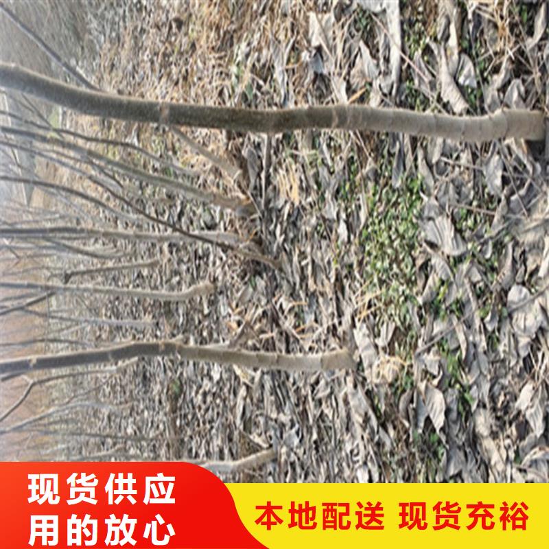 核桃苗草莓合作共贏本地制造商