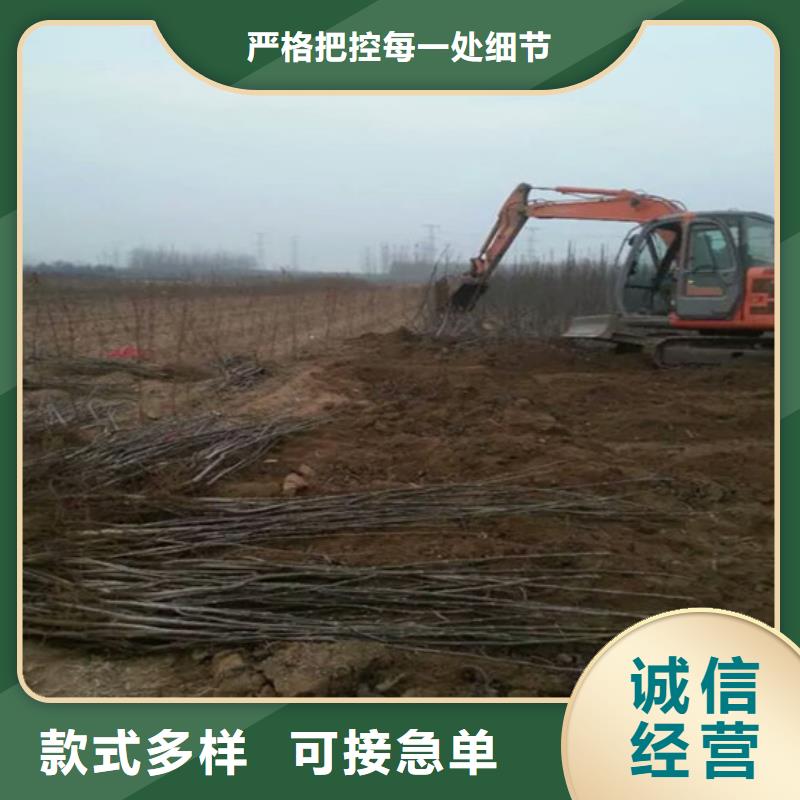 核桃苗蜂糖李子樹苗無中間商廠家直銷本地廠家