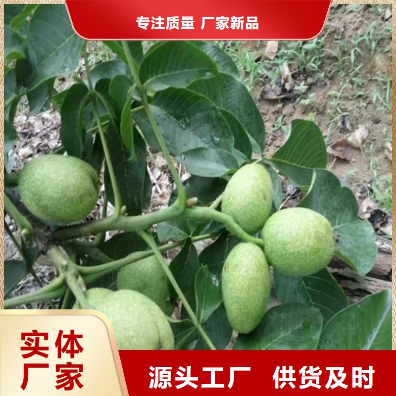 核桃苗油蟠桃樹(shù)苗支持定制貼心售后本地貨源