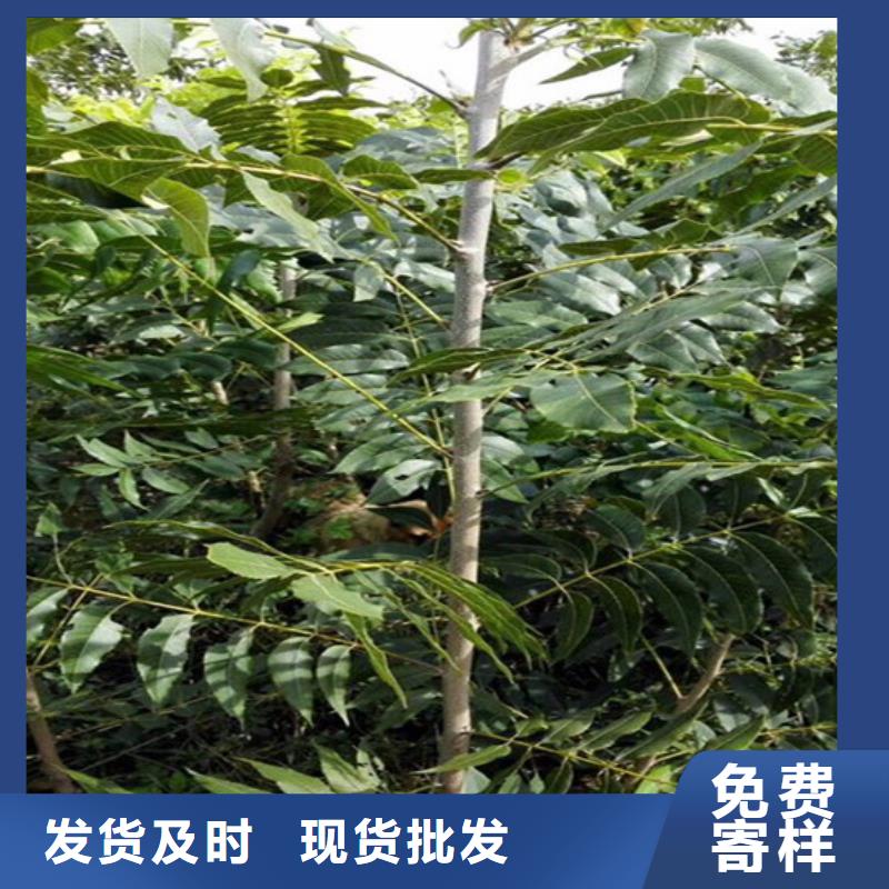 核桃苗紅油香椿樹苗采購無憂產地直銷