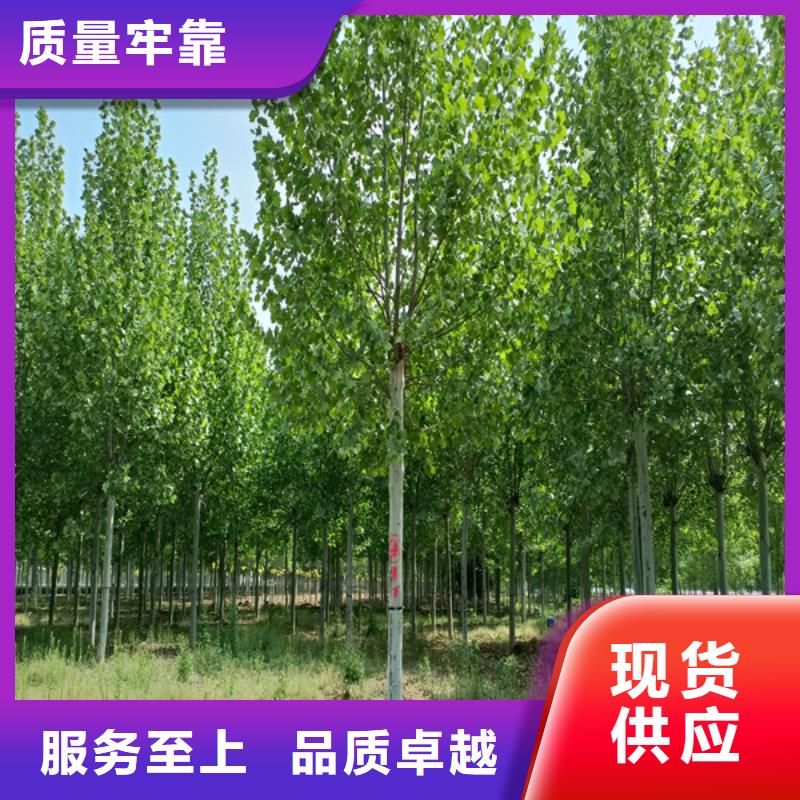 【法桐,美國紅楓本地配送】好廠家有擔當