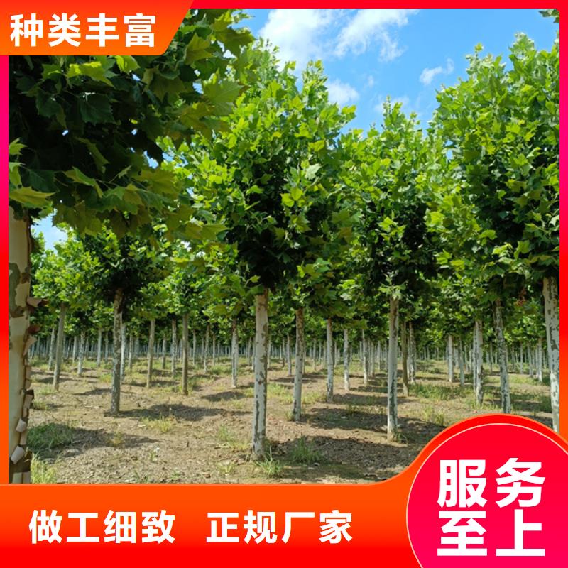 法桐【金葉白蠟】廠家直銷值得選擇規(guī)格齊全實(shí)力廠家