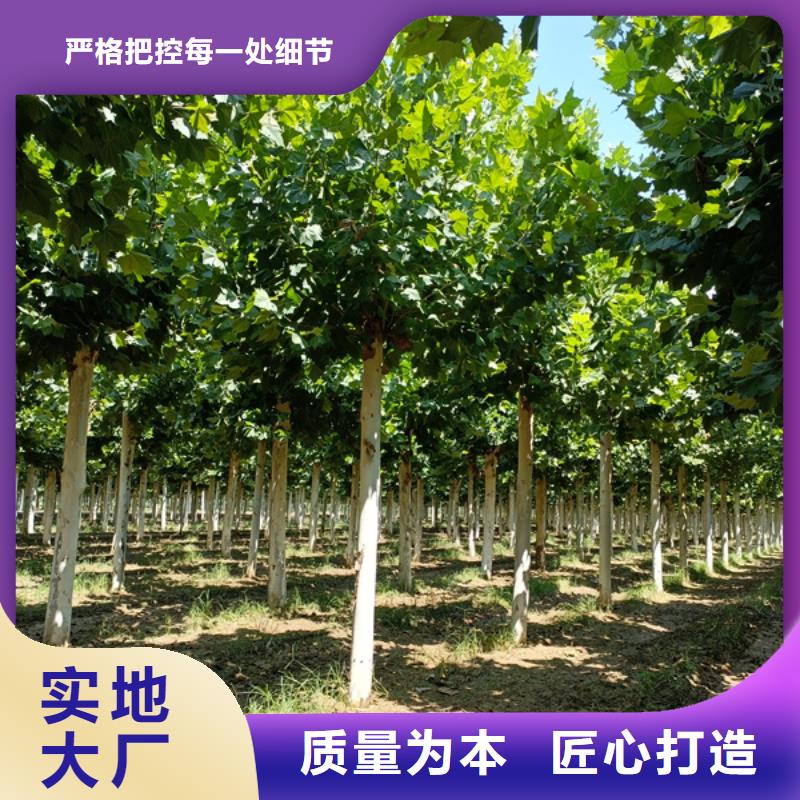 法桐截桿發(fā)帽來圖定制量大從優(yōu)購買的是放心