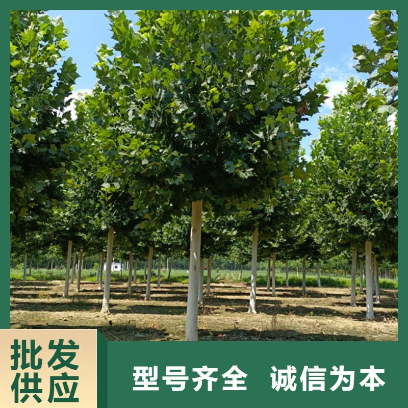 法桐秋紫白蠟實(shí)力廠家產(chǎn)品優(yōu)勢特點(diǎn)