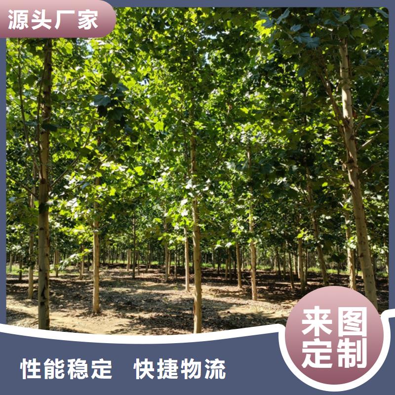 法桐-截桿發(fā)帽工廠批發(fā)材質(zhì)實(shí)在