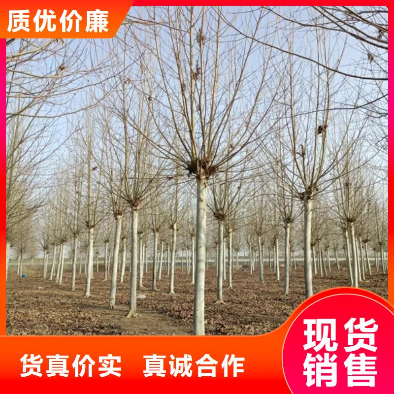 法桐真材實(shí)料誠信經(jīng)營高標(biāo)準(zhǔn)高品質(zhì)
