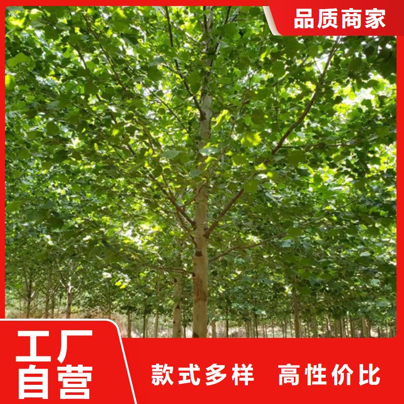 法桐-截桿發帽定制零售批發有口皆碑