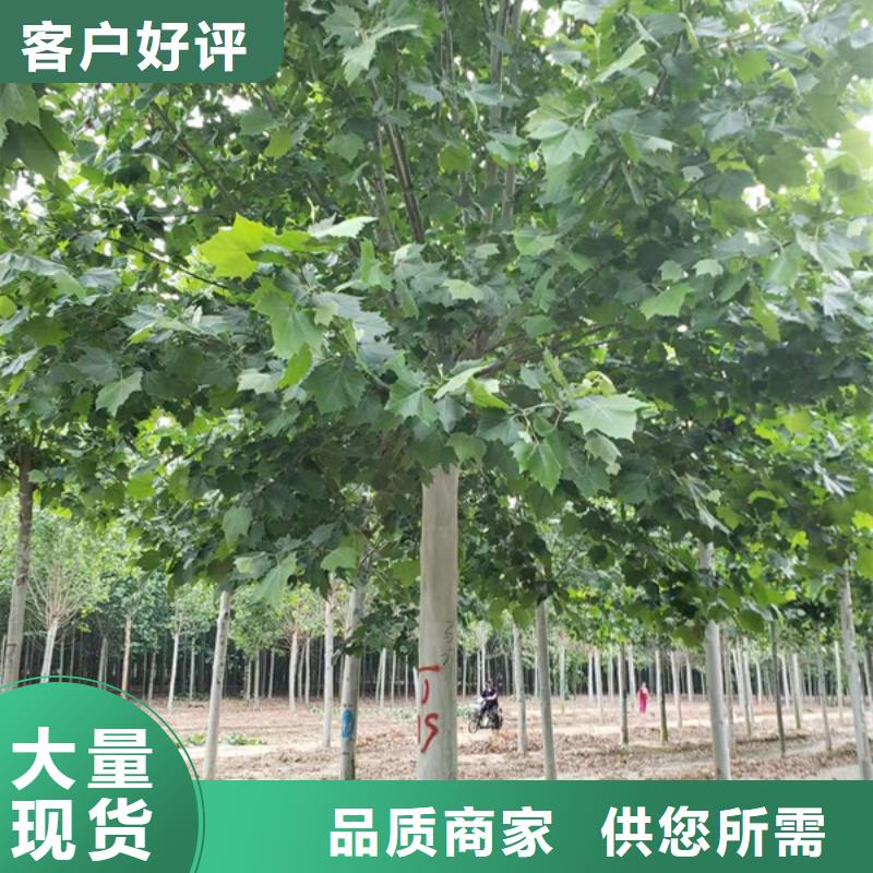 法桐,黃金槐廠家直銷直供本地生產廠家