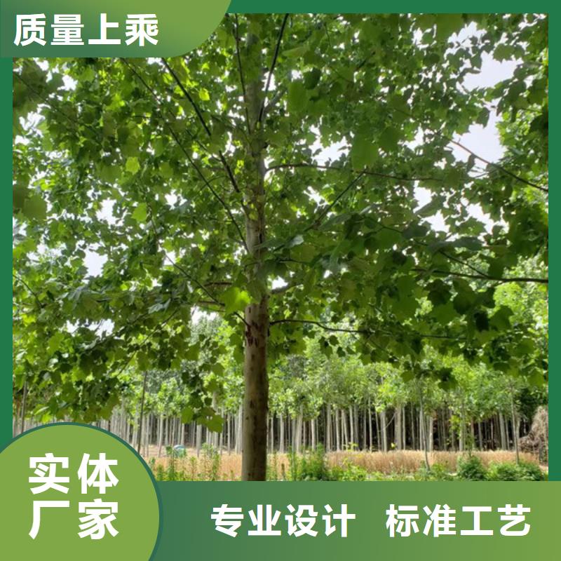 【法桐】,原生冠法桐廠家直銷大量現貨當地制造商