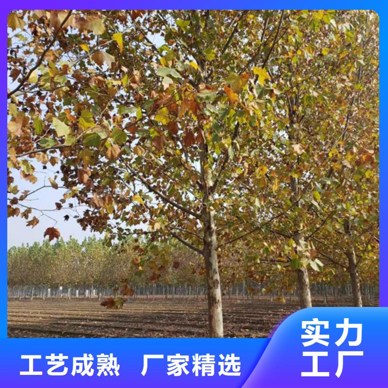 法桐金葉白蠟源廠供貨當?shù)貜S家