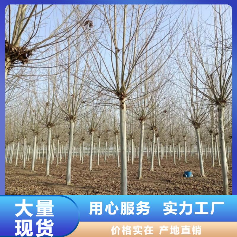 法桐-北京欒實力雄厚品質保障性能穩定