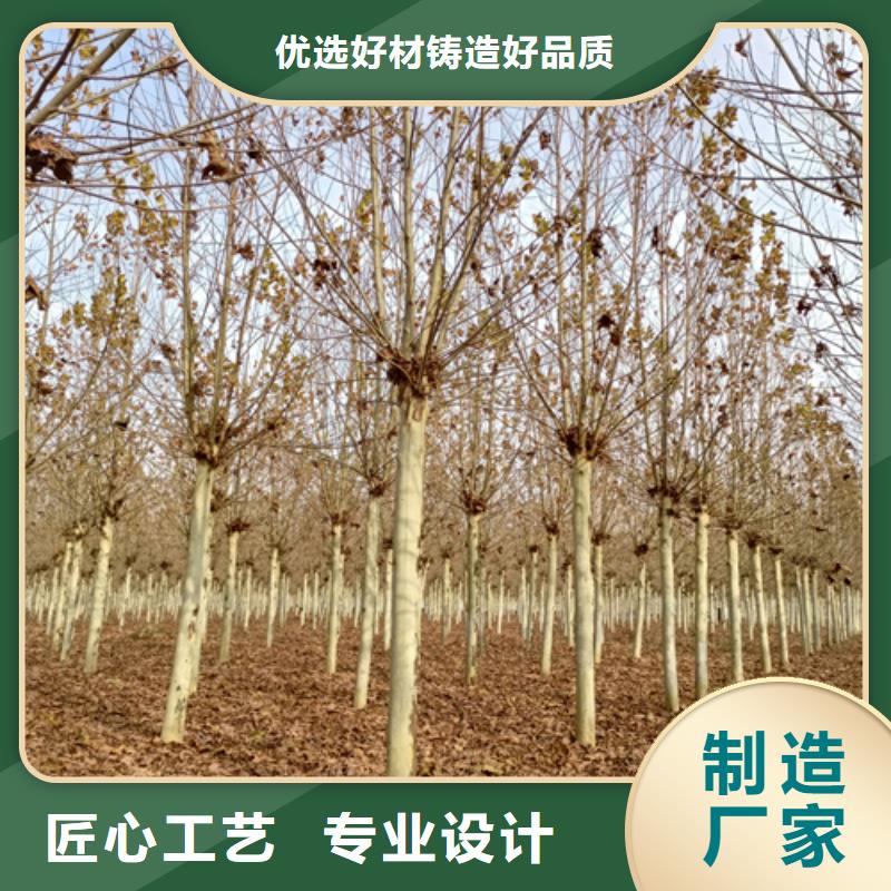 法桐北京欒打造好品質今日價格