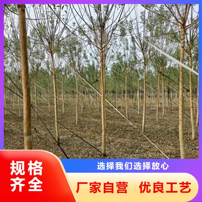 法桐【截桿發帽】定制銷售售后為一體可定制有保障