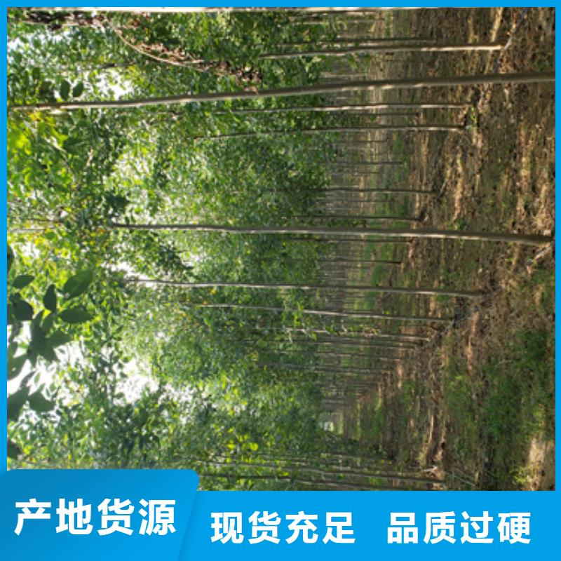 法桐原生冠法桐好貨直供好產品好服務