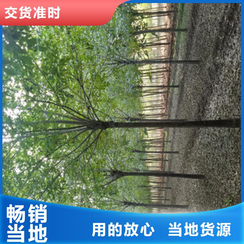 【法桐】-五角楓原廠制造保障產品質量