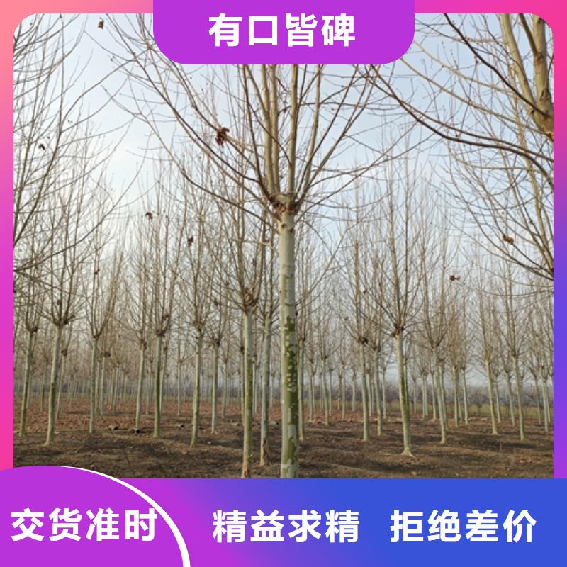 【法桐國槐品質不將就】同城品牌