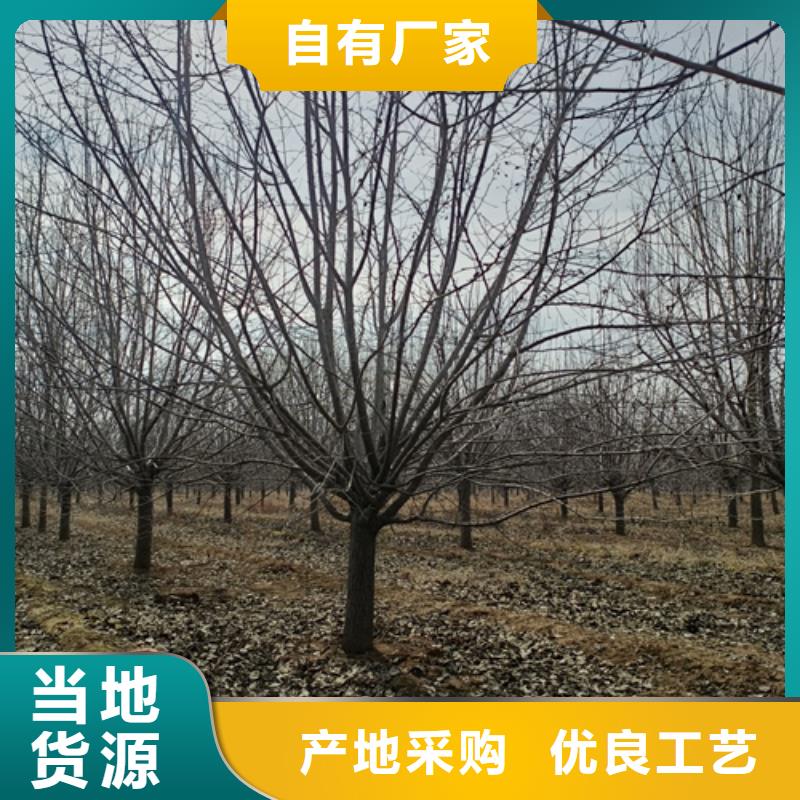 法桐金葉白蠟實(shí)體廠家大量現(xiàn)貨買的放心安興用的舒心
