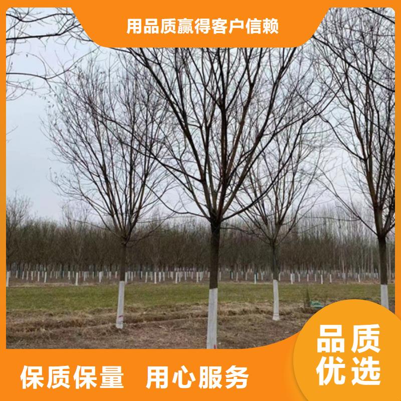 法桐金葉白蠟產品優良今日價格
