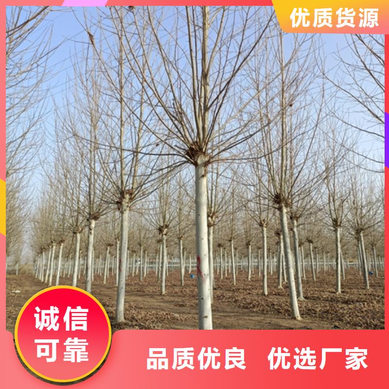 【法桐】原生冠法桐質量檢測真實拍攝品質可靠