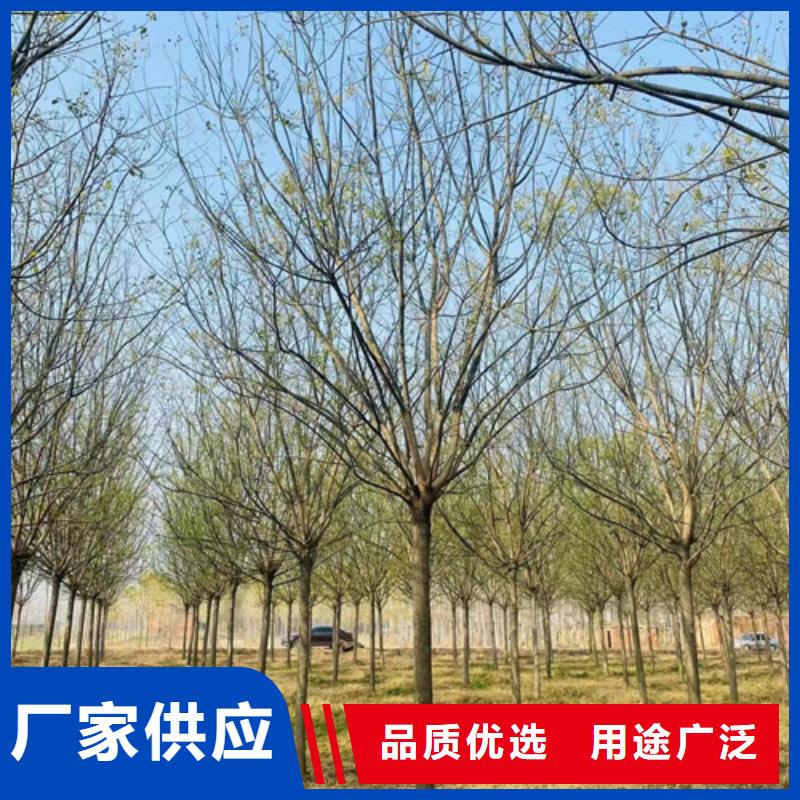 【法桐】金葉白蠟實體廠家支持定制價格實惠工廠直供