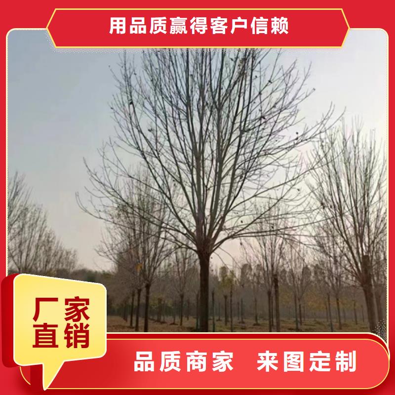 法桐北京欒價格地道現(xiàn)貨充足