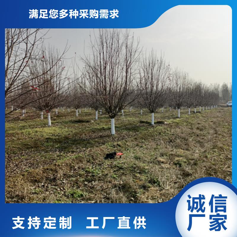 法桐國槐免費(fèi)詢價(jià)同城經(jīng)銷商
